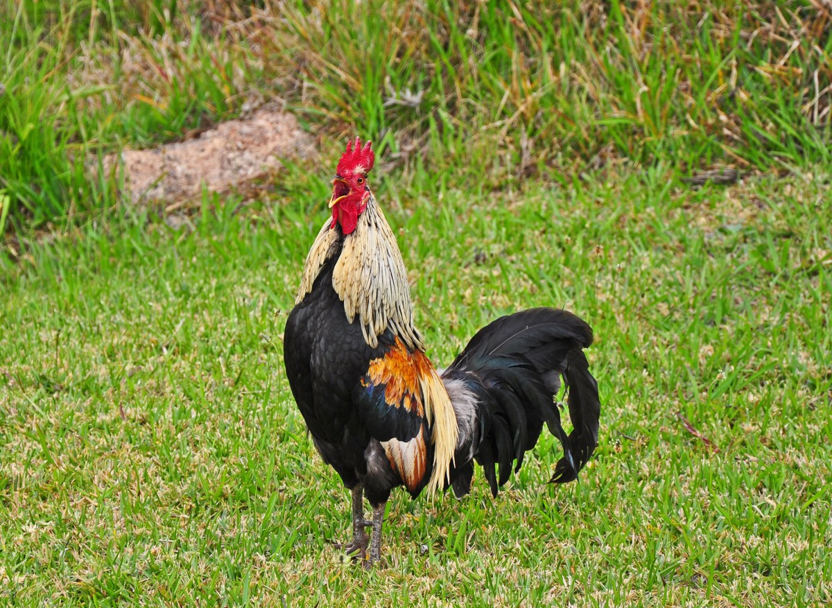 1. Kauai rooster