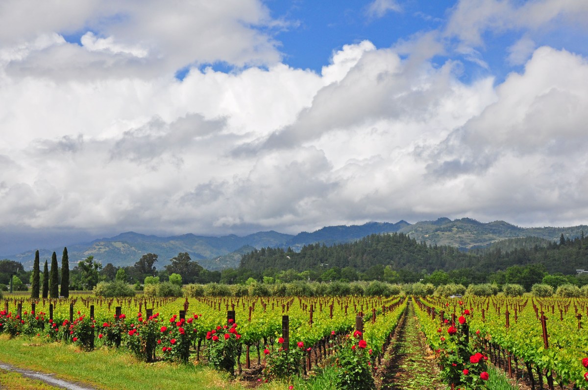 1. Napa vineyards