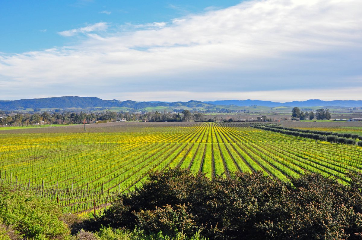 1. Sonoma Vineyards
