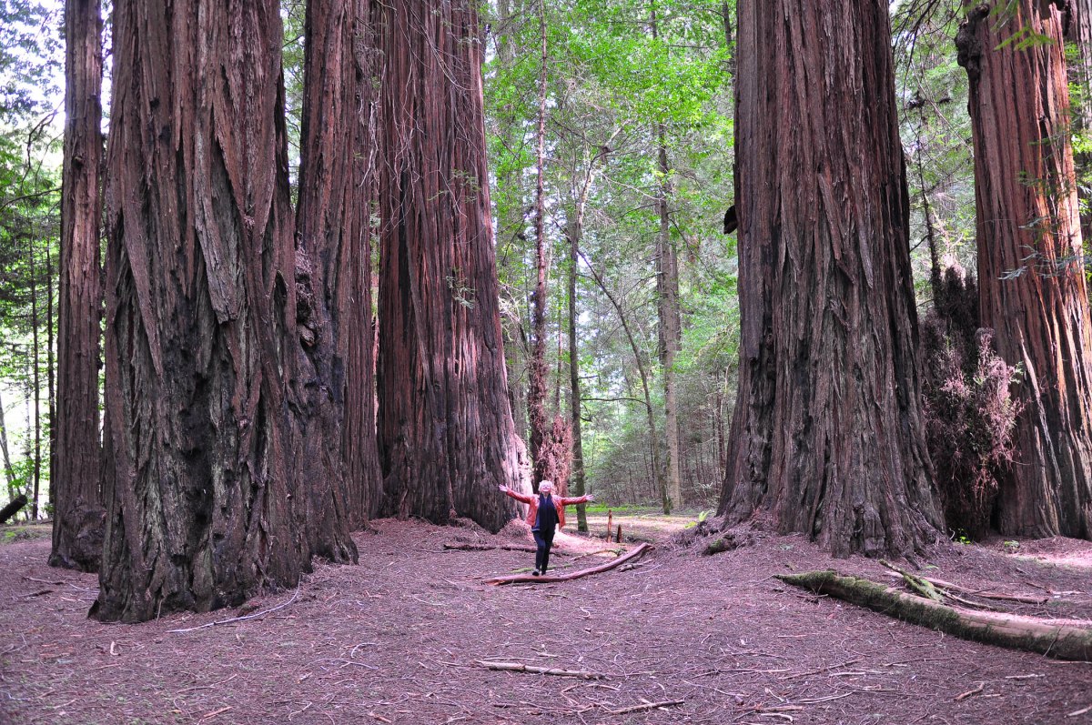 11. Author in Rockefeller Forest