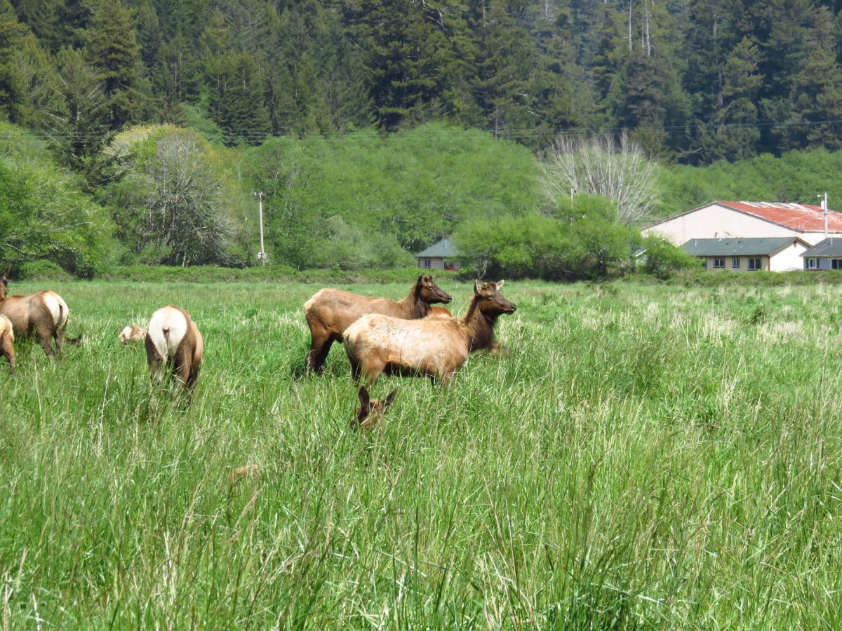 15. Roosevelt Elk