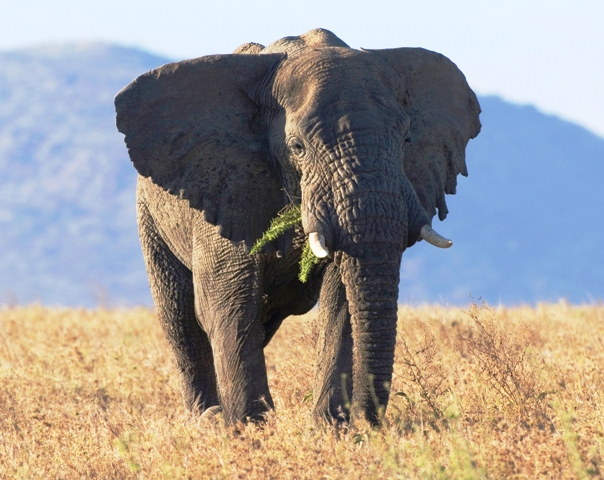 Tanzania; Serengeti; Elephant