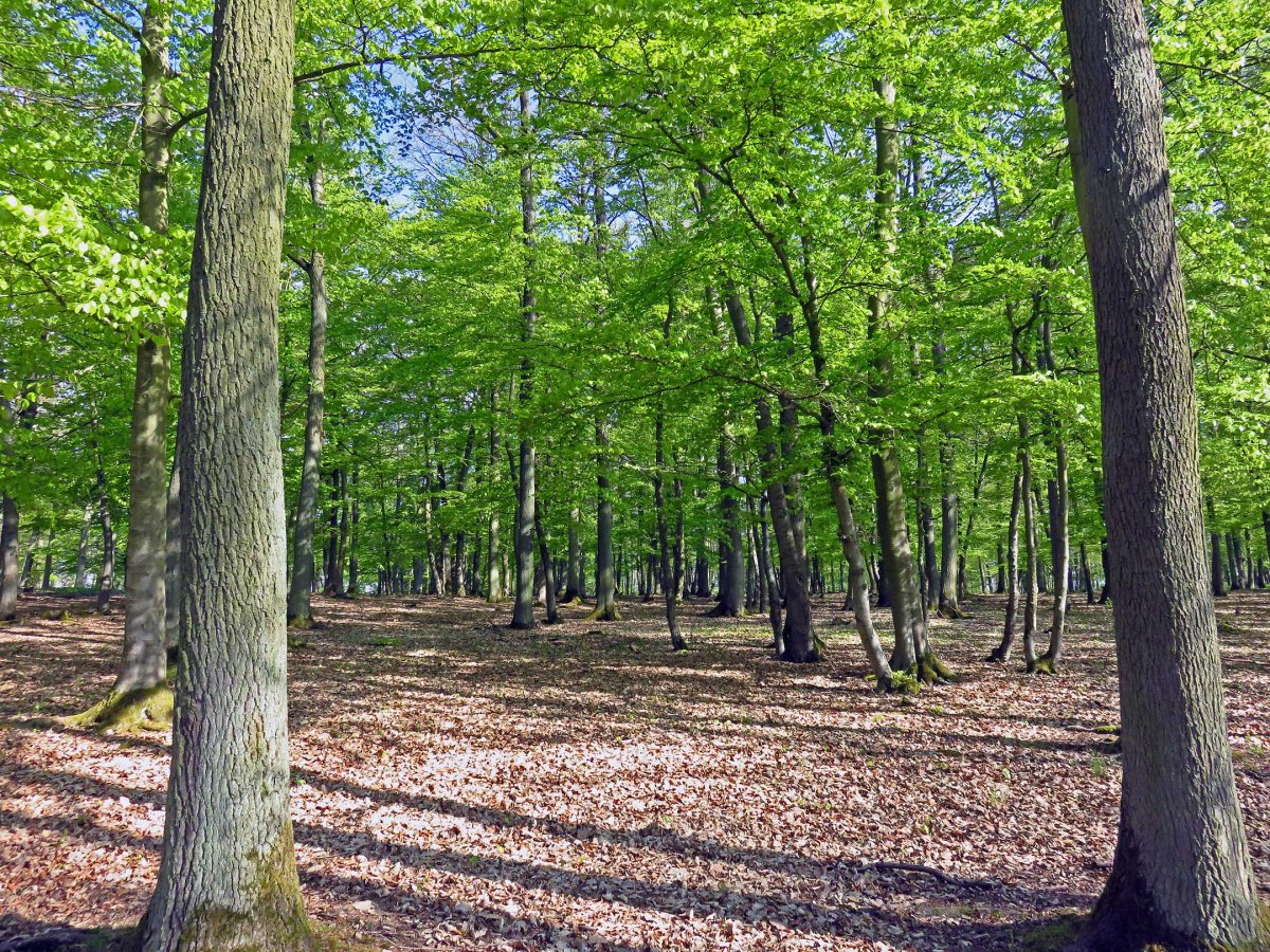 4. Beech forest