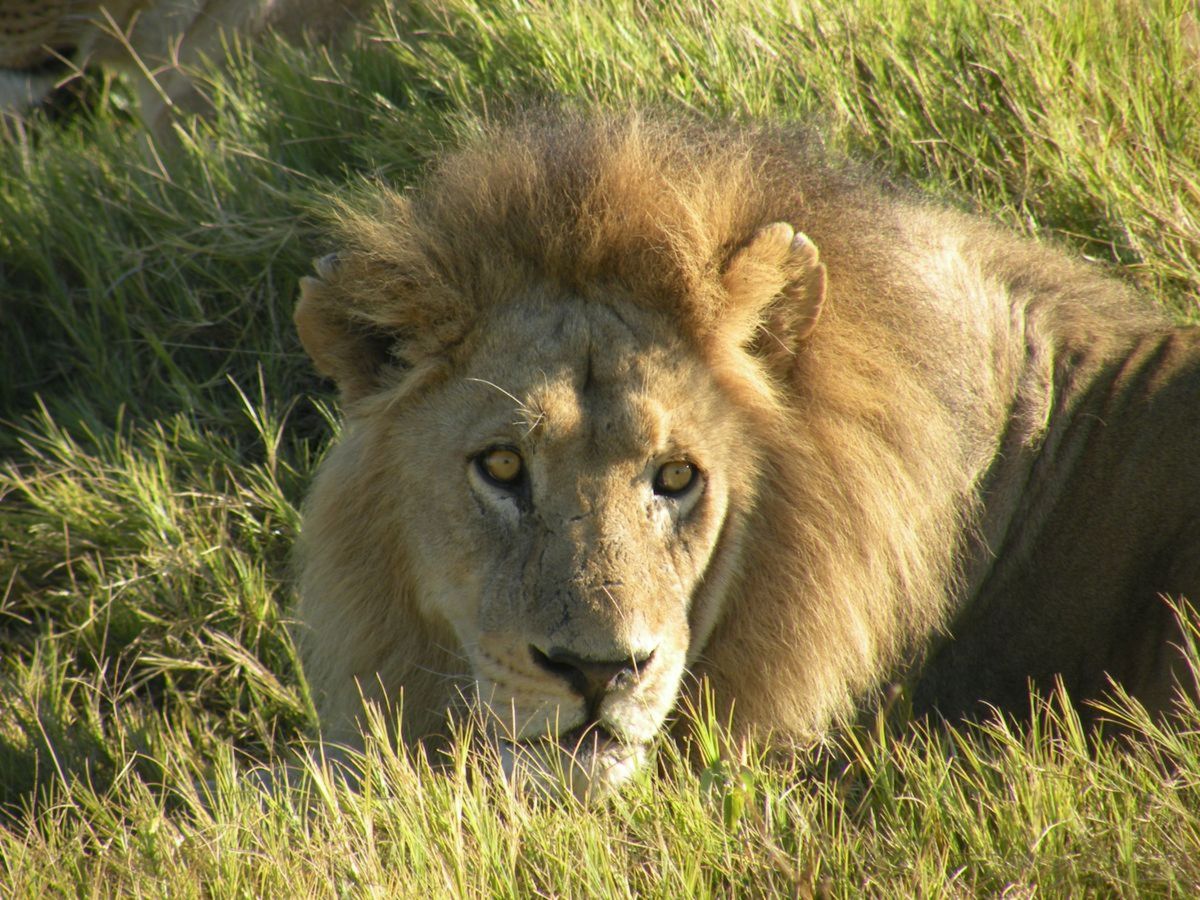 4-male-lion-linda-ballou_2-774kb