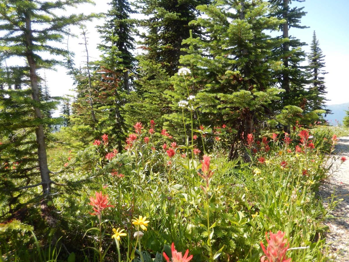 4 Revelstoke flowers Small