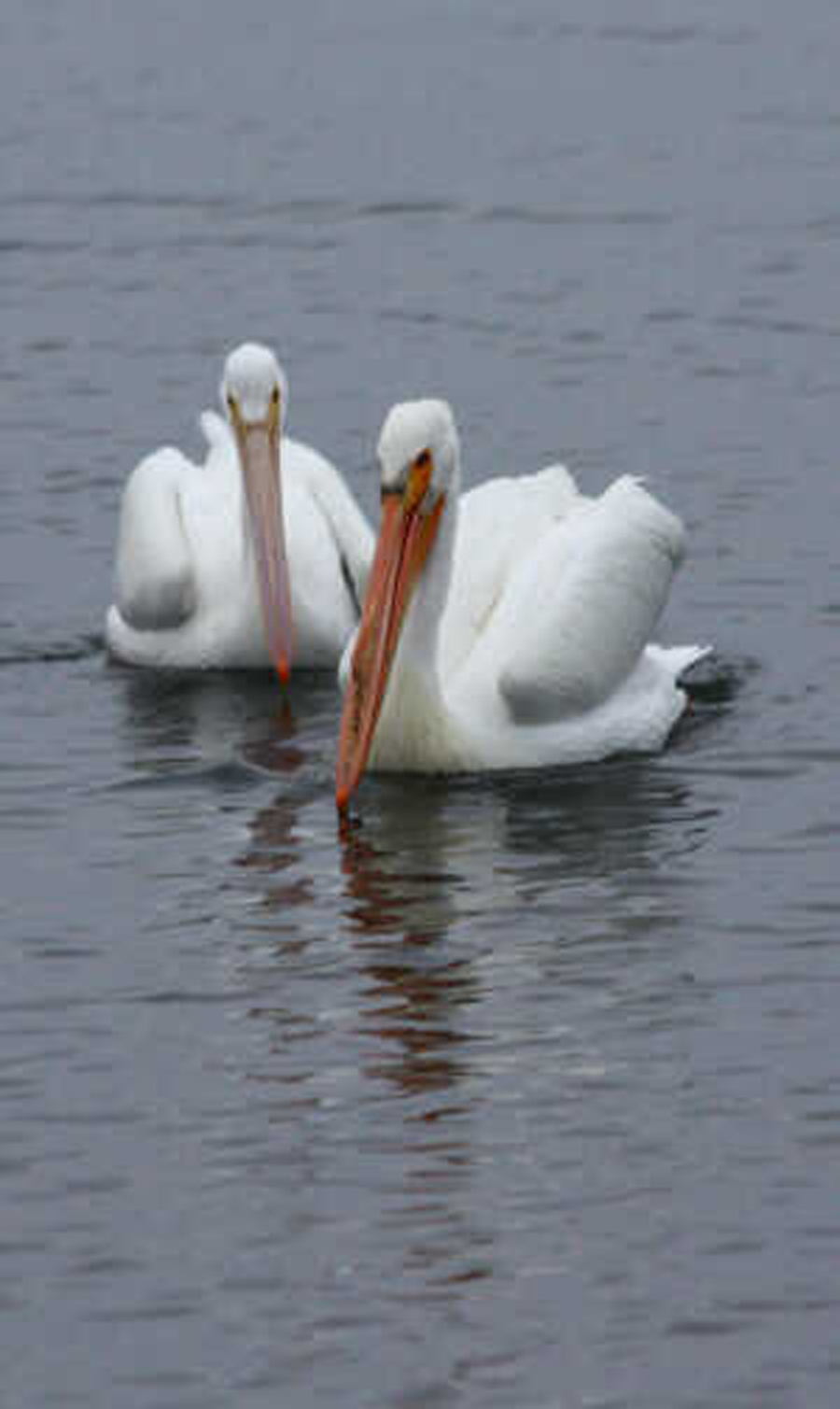 4 white_pelicans resized