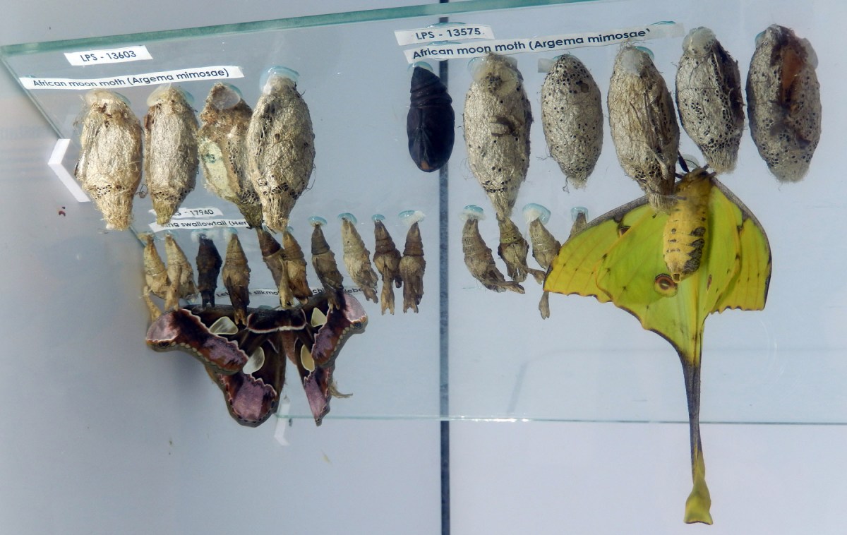 5 Butterflies emerging from cocoon