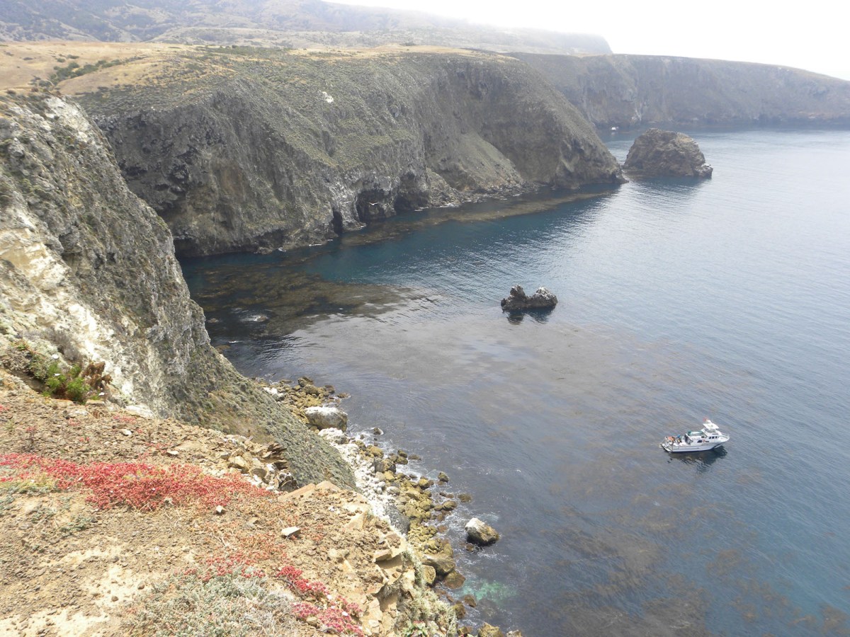 5    kelp forest below
