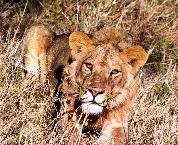 Tanzania; Serengeti; Lion