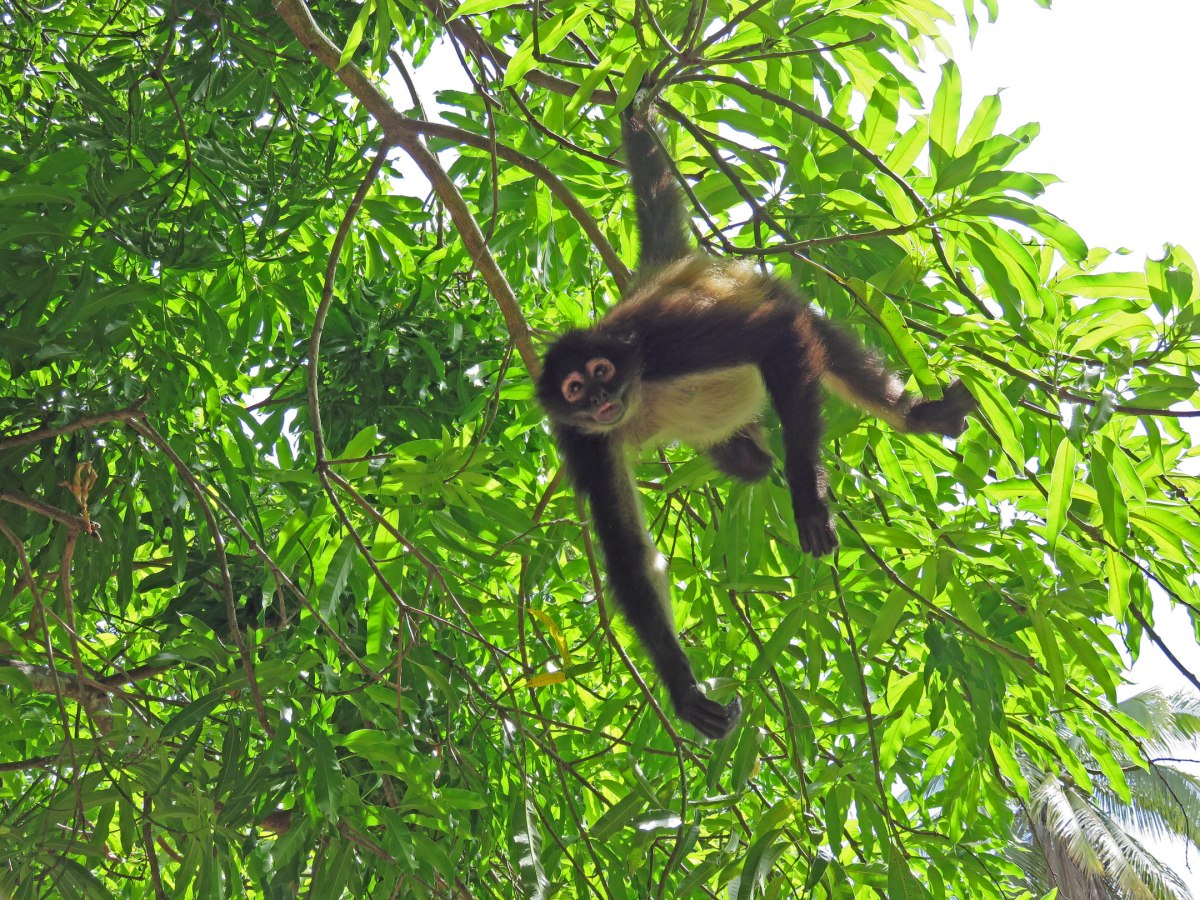 5. Spider monkey