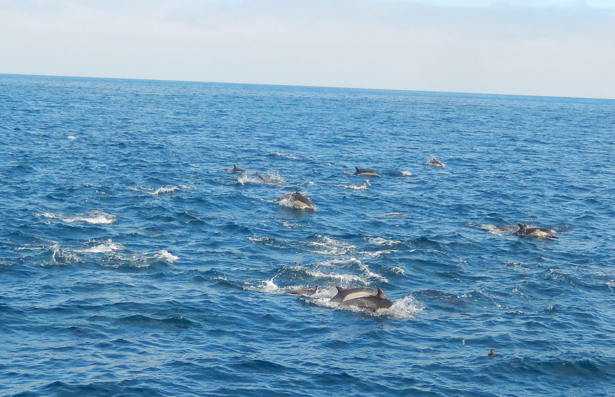 6   return trip dolphins