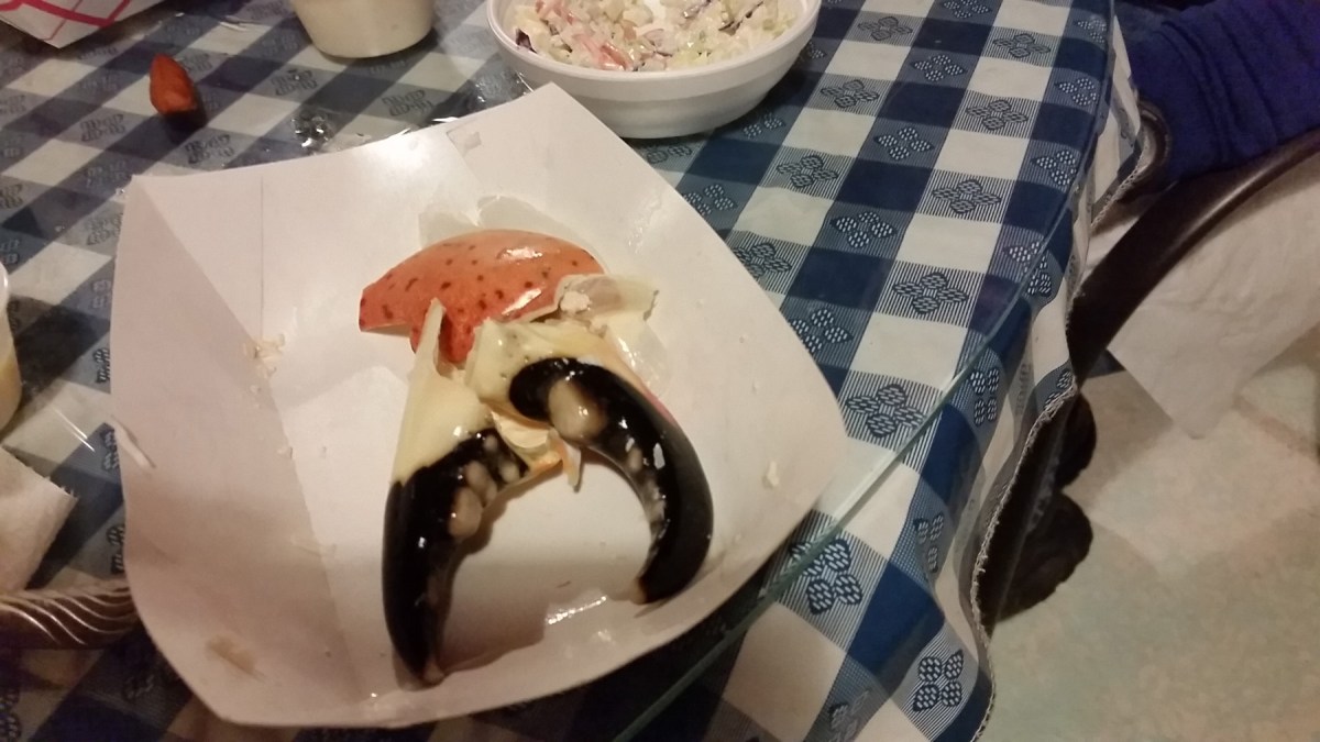 6  stone crab