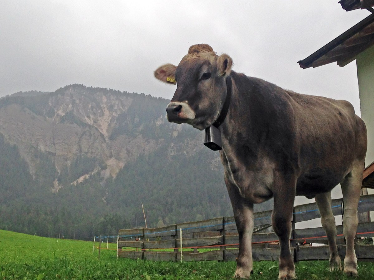 3. Cow in the Dolomites